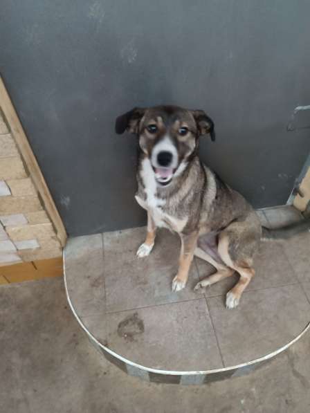 Собака в добрые руки в Джанкое фото 4