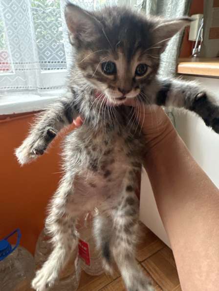 В добрые руки в Сочи фото 3