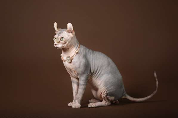 Гуманоид? Котёнок Эльф, бамбино, двэльф, сфинкс! в Ярославле фото 10