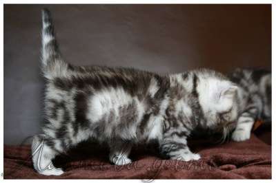 Котята Британская короткошерстная в Нижневартовске фото 5
