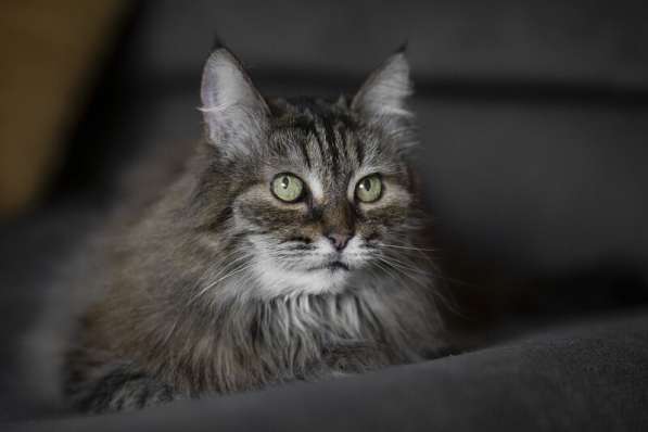 Каждой кошке нужен дом