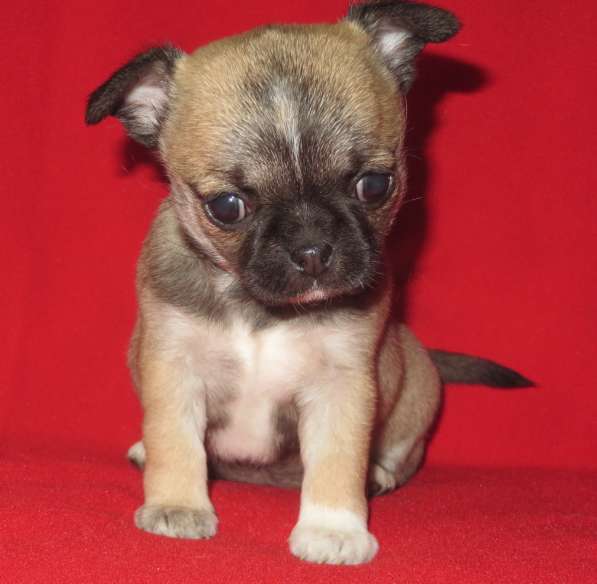 Чихуа девочка гш в Санкт-Петербурге фото 6