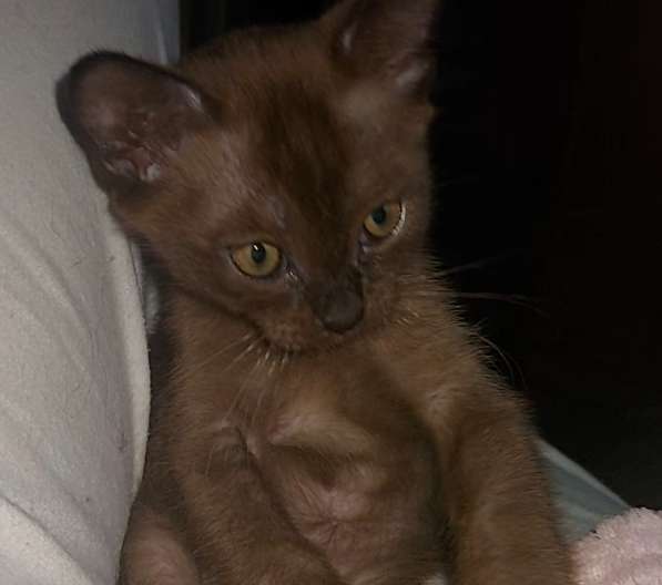 Европейская бурма в фото 3