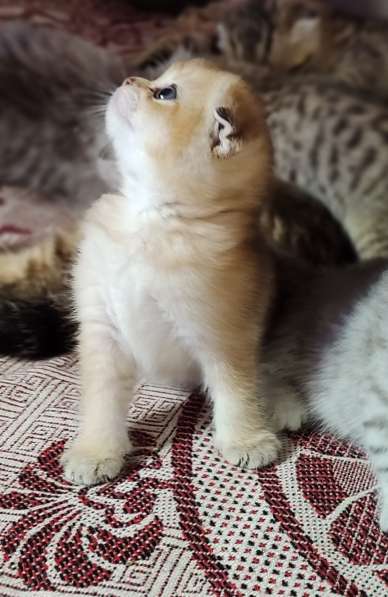 Котята в фото 10
