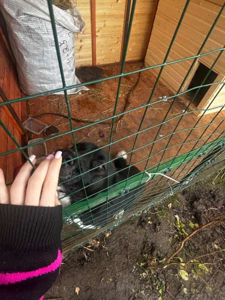 Молодая лайка ищет своего человека в Солнечногорске