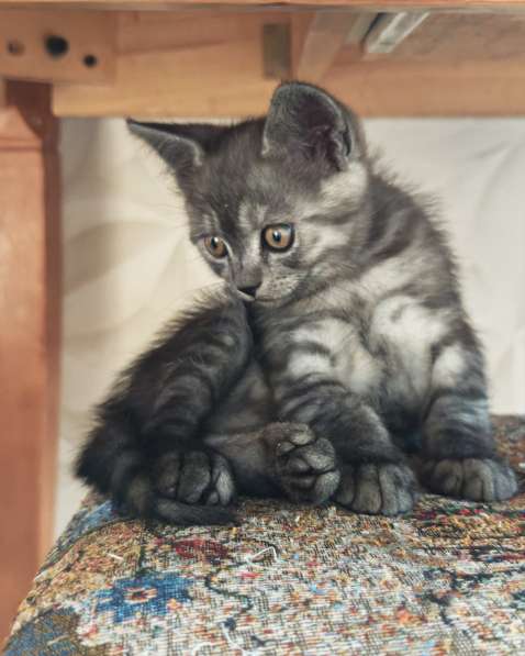 Отдам котят в хорошие руки в 