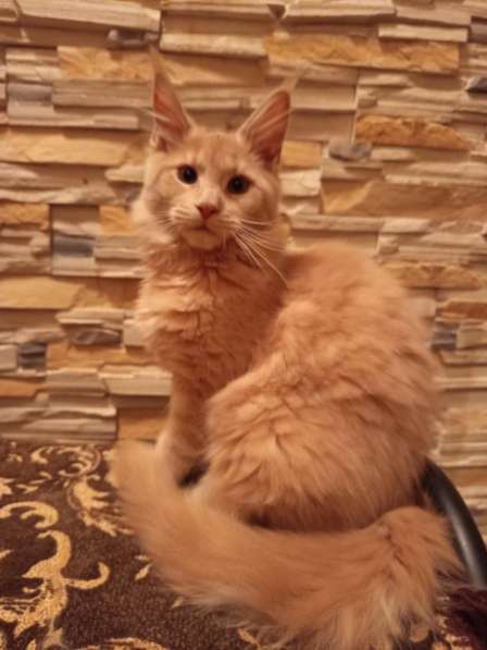 Котята в фото 4