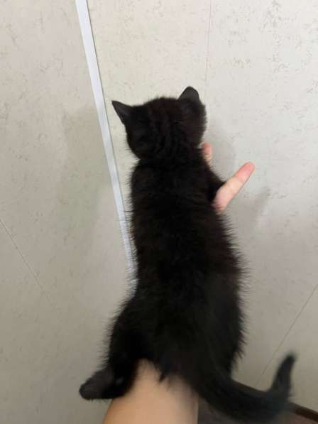 Котят в добрые руки, бесплатно в Ростове-на-Дону фото 6