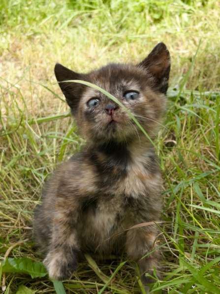 Котята в Орске