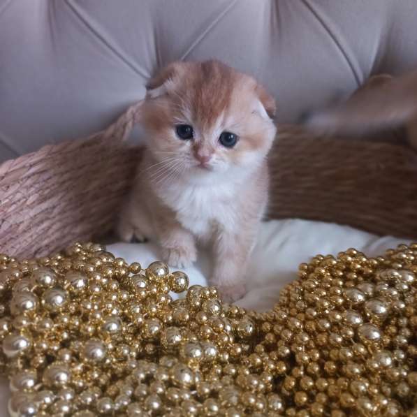 Золотая шиншилла в Краснодаре фото 3