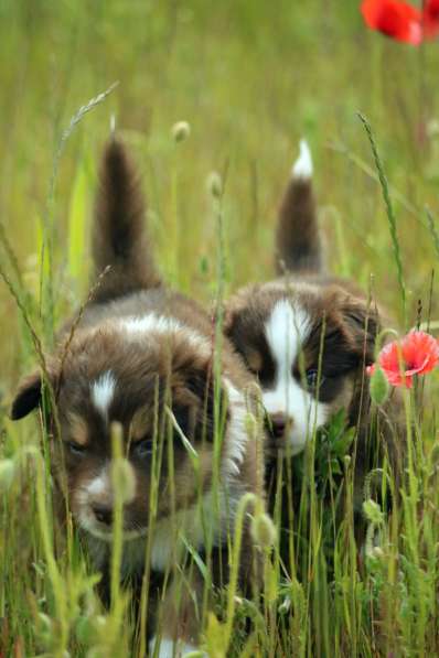 Щенок Miniature American Shepherd (MAS) - кобель в фото 3