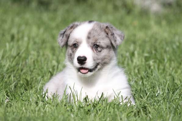 Вельш корги кардиган-мальчик