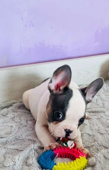 Французский бульдог в Уссурийске фото 6