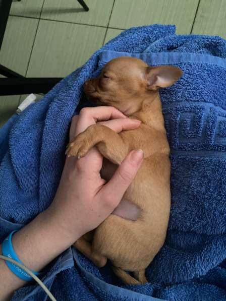 Продам щенка Чихуахуа в Москве фото 3