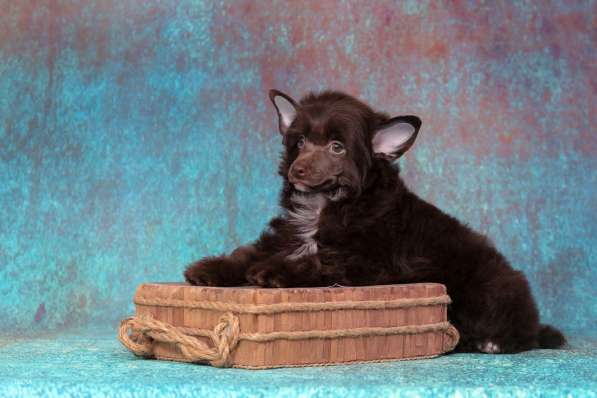 Китайская хохлатая мальчик в Москве фото 4