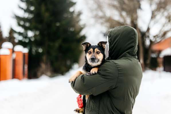 Коротколапик Перчик в дар в Москве фото 4