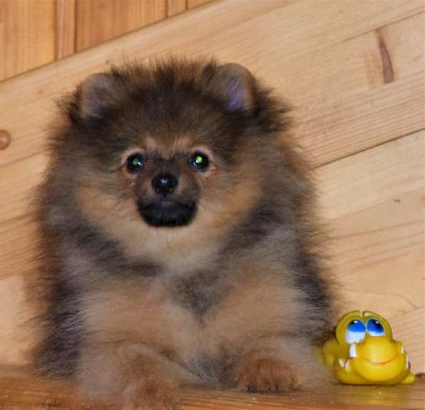 Очаровашка в Одинцово фото 10