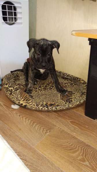 Ка де бо в Санкт-Петербурге фото 4