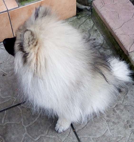 Кеесхонд /вольфшпиц. Щенки в Ростове-на-Дону фото 9