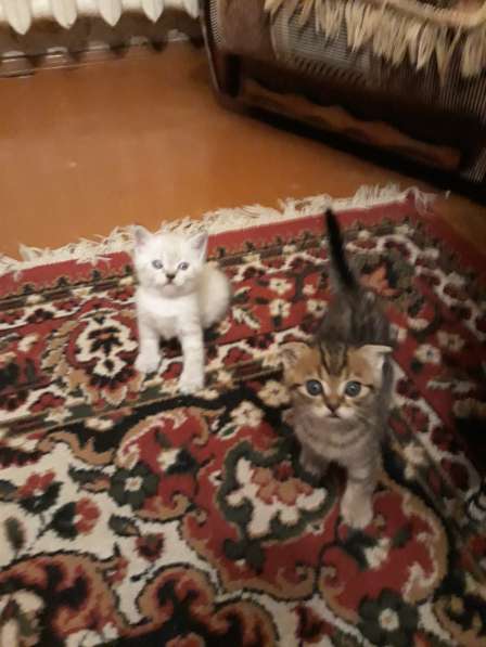 Шотландские котята в Тамбове фото 6