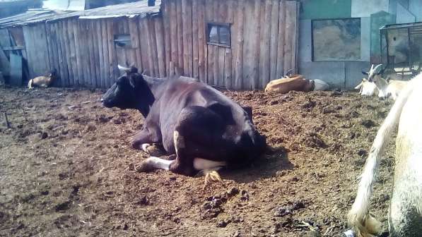 Коровы, бык, телка в Барнауле фото 3