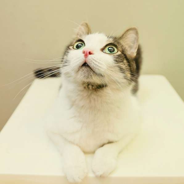 Скоро ли Барсик встретит своего хозяина в Москве