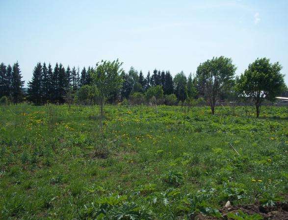 Продается земельный участок 18 соток в Сокольниково, Можайский район, 123 км от МКАД по Минскому шоссе. в Можайске