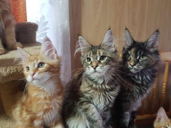 Девочки мейн-кун из питомника в Екатеринбурге фото 23