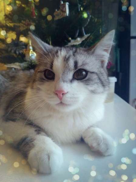 Молодой котик Буслай, окрас табби на серебре, в дар в Москве фото 4