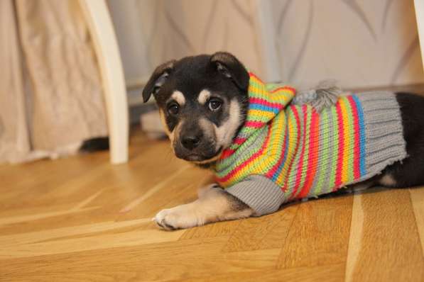 Щенок коротколапик Умка ищет семью! в Москве