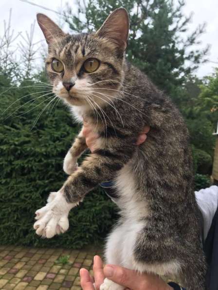 Кошечка в добрые руки в Екатеринбурге фото 9