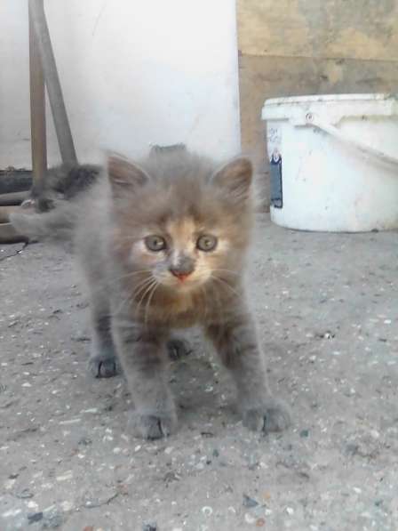 Отдам котят в добрые руки БЕСПЛАТНО город Алушты в Алуште фото 6