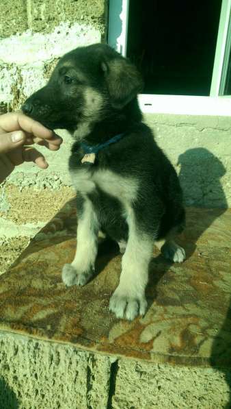 Продаются щенков ВЕО в Евпатории фото 27