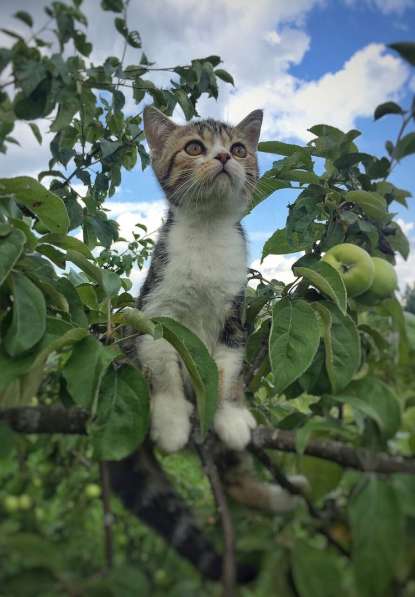 Шотландские котятки в Владимире фото 14