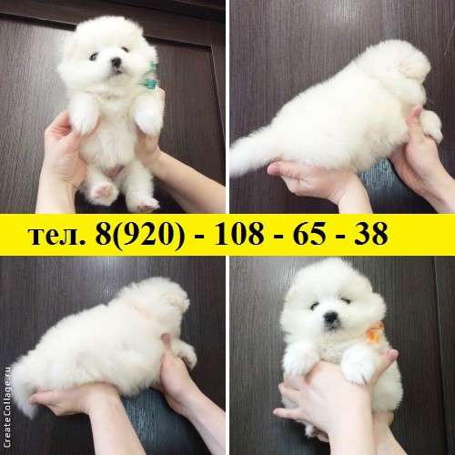 Щеночки самоедики