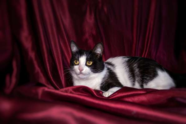 Черно-белый Маркиз – красавец кот в добрые руки в Москве фото 4