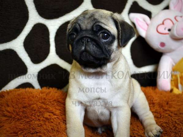 Щенки мопса в Самаре, РКФ в Самаре фото 10