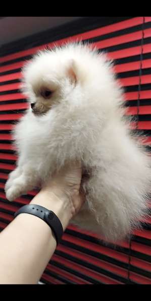 Померанский шпиц в фото 3