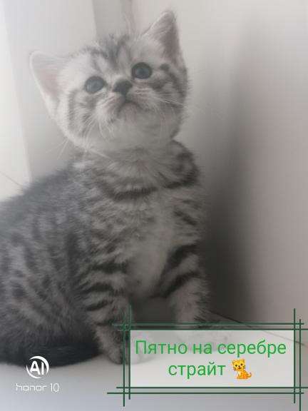 Шотландские котята продажа в Воронеже фото 5
