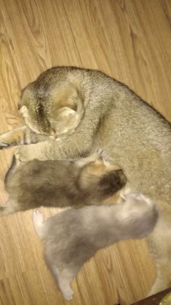 Котята девочки серебро в Пятигорске фото 7