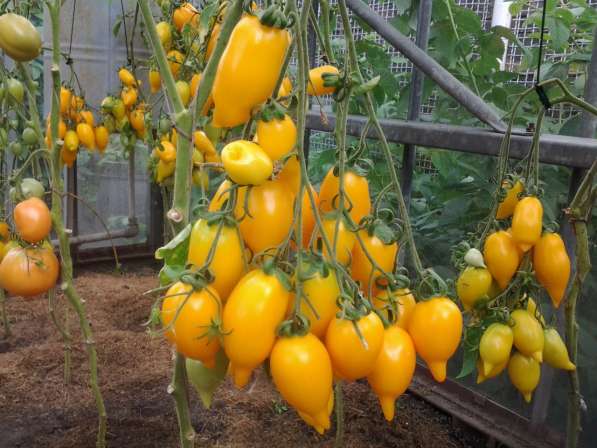 Семена томата ЗОЛОТАЯ КАНАРЕЙКА - 20шт в Новосибирске фото 7