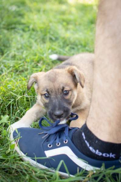 Маленькие щенки мечтают обрести дом!!! в Москве фото 3