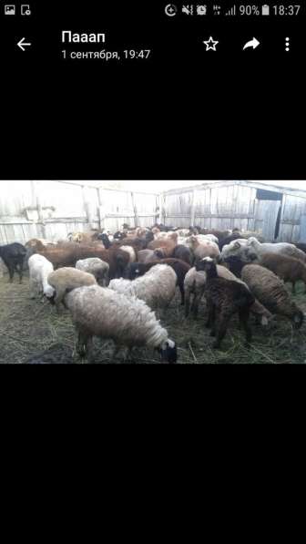 Продам баранов по 25 000 тг в фото 4