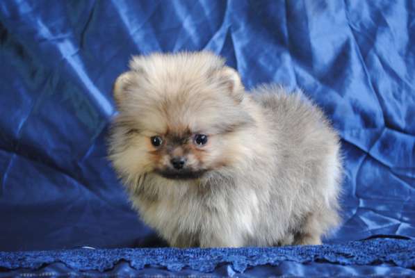 Продается щенок цвергшпица в Санкт-Петербурге фото 3