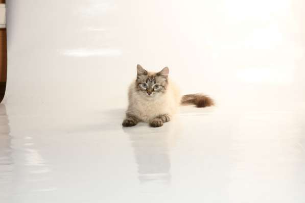 Просто Масяня в Люберцы фото 6