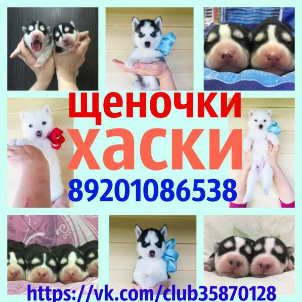 Щеночки хаски черно-белые и белоснежные в Воронеже
