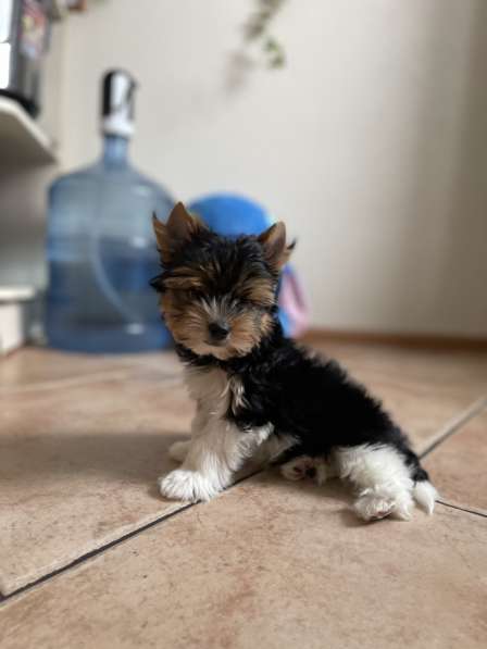 Щенки, Бивер, Шоколад в Москве фото 5