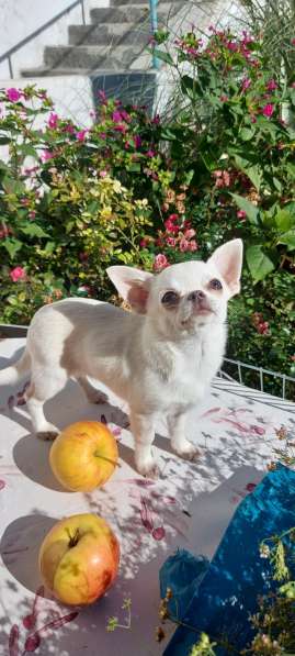 Kleiner Chihuahua в фото 6