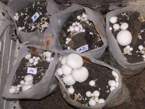 Мицелий грибов, субстраты (грибные блоки), культуры грибов в Воронеже фото 6
