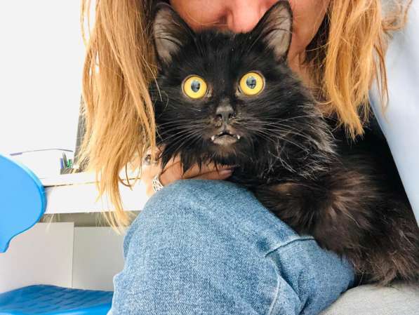 Красавец Пастернак ищет дом в Москве фото 16